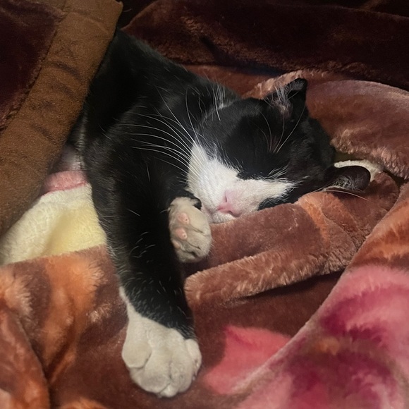 🐈🐈🐈🐈🎈I LOVE BUNDLES🎈🐈🐈🐈🐈 - Picture 2 of 5